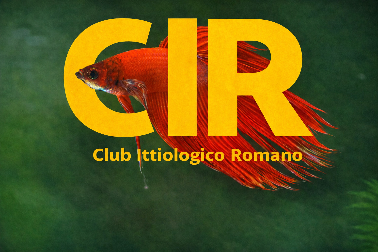 C.I.R.